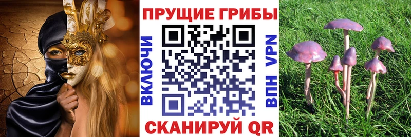 Псилоцибиновые грибы прущие грибы  дарнет шоп  Щучье 